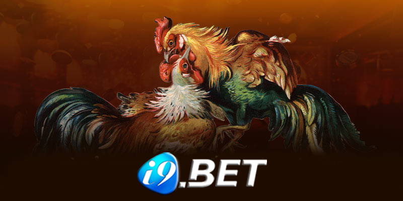 Kỹ thuật đặt cược chơi đá gà I9bet hiệu quả