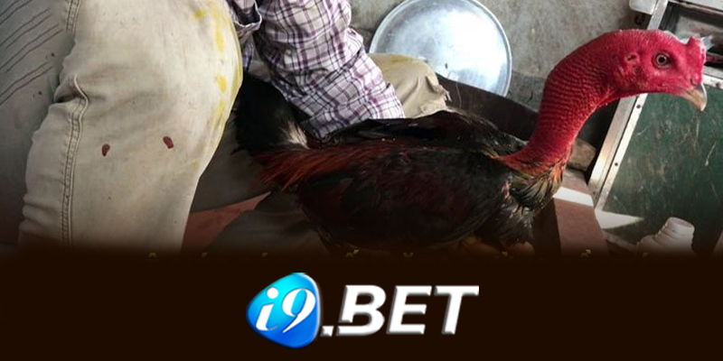 Quản lý ngân sách khi chơi đá gà I9bet