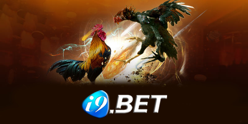 Đá gà I9bet - Các bí quyết thắng lớn khi chơi đá gà I9bet